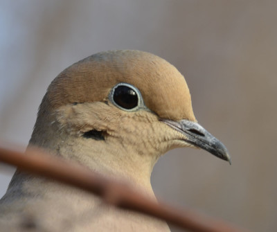Photo of Mourning Dove Face Up On NaturalCrooksDotCom