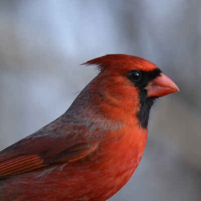 Photo of Northern Cardinal Male Portrait On NaturalCrooksDotCom