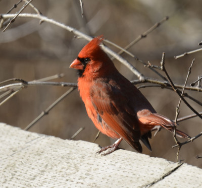 Photo of Northern Cardinal Male Railing On NaturalCrooksDotCom
