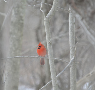 Photo of Red Cardinal Grey Woods on NaturalCrooksDotCom