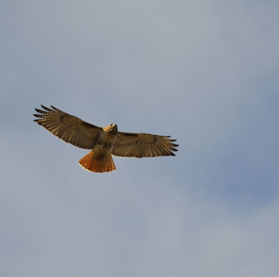 Photo of Red Tailed Hawk Soar on NaturalCrooksDotCom