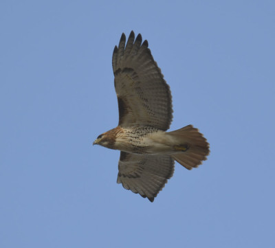 Photo of Red Tailed Hawk Wind on NaturalCrooksDotCom