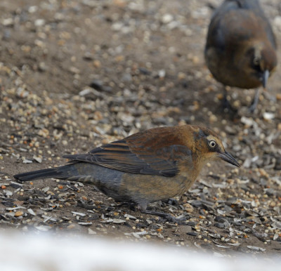 Photo of Rusty Blackbird Female Seeds Shadows 25 on NaturalCrooksDotCom