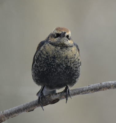 Photo of Rusty Blackbird Male Peevish On NaturalCrooksDotCom