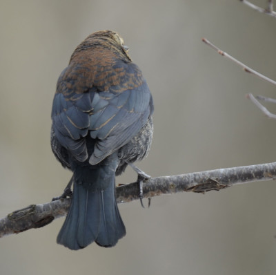 Photo of Rusty Blackbird Male Perched Back Only On NaturalCrooksDotCom