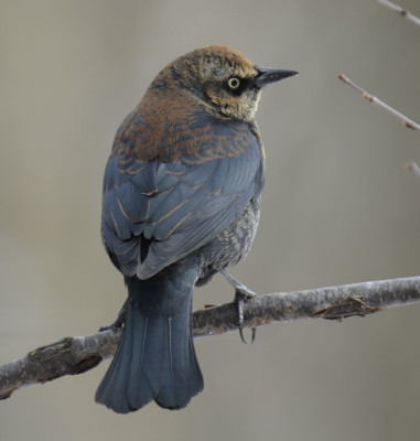 Photo of Rusty Blackbird Male Profile On NaturalCrooksDotCom