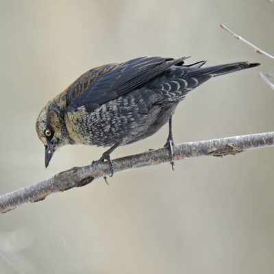 Photo of Rusty Blackbird Male Side Shadows 25 On NaturalCrooksDotCom