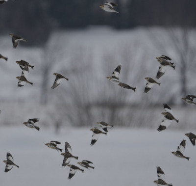 Photo of Snow Buntings in Flight on NaturalCrooksDotCom