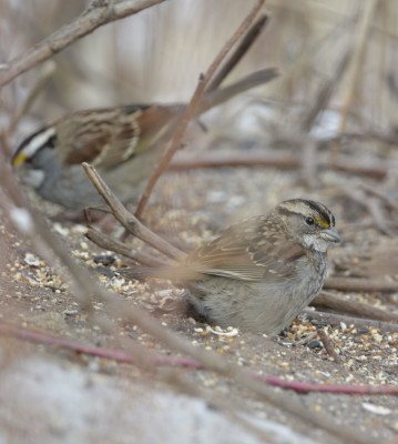 Photo of White Throated Sparrows Dundas On NaturalCrooksDotCom