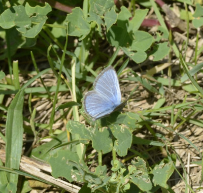 Photo of Blue Butterfly on Grasses On NaturalCrooksDotCom