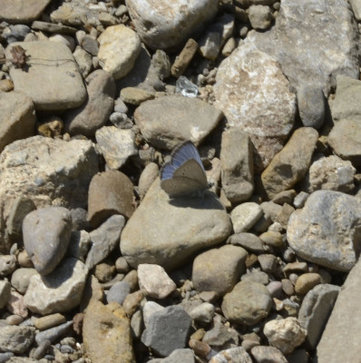 Photo of Blue Butterfly on Stones On NaturalCrooksDotCom
