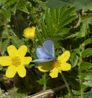 Photo of Blue Butterfly on Yellow Flower on NaturalCrooksDotCom