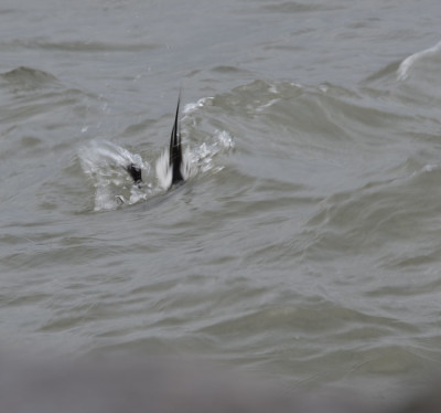 Photo of Long Tailed Duck Male Dives to AvoidWaveonNaturalCrooksDotCom