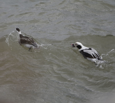 Photo of Long Tailed Ducks Body Surfing on NaturalCrooksDotCom