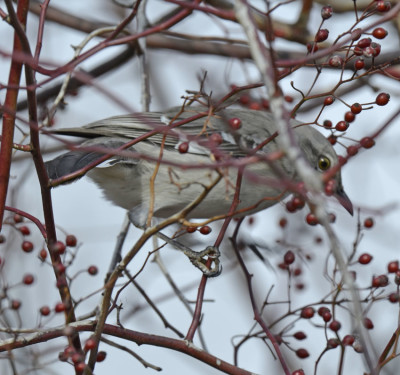 Photo of Northern Mockingbird ShortTailed on NaturalCrooksDotCom