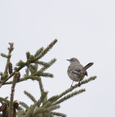 Photo of Northern Mockingbird on Spruce On NaturalCrooksDotCom