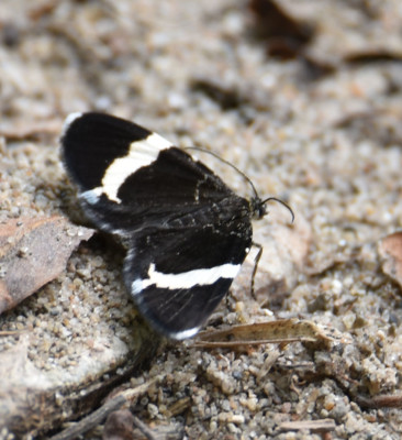 Photo of White Striped Black Moth on Sand on NaturalCrooksDotCom