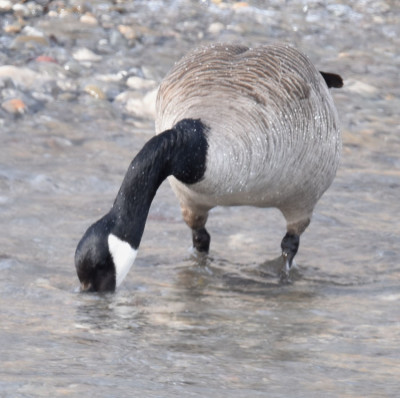 Photo of Canada Goose Hunting In Surf Head In on NaturalCrooksDotCom