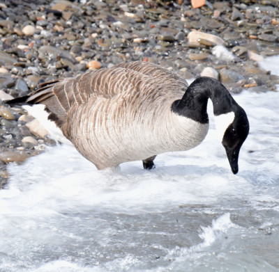 Photo of Canada Goose Hunting In Surf on NaturalCrooksDotCom