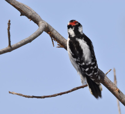 Photo of Downy Woodpecker Male Hole Tree Top on NaturalCrooksDotCom
