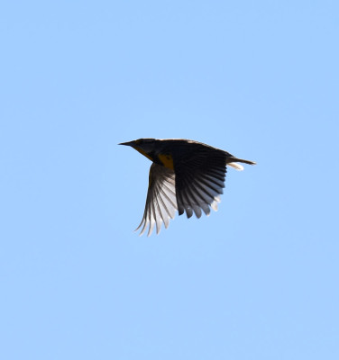 Photo of Eastern Meadowlark Flying Silhouette On NaturalCrooksDotCom