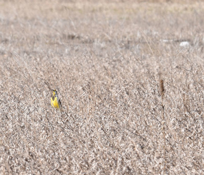 Photo of Eastern Meadowlark Shows Up in Field on NaturalCrooksDotCom