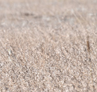 Photo of Eastern Meadowlark Still Shows Up Less in Field B on NaturalCrooksDotCom