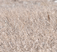 Photo of Eastern Meadowlark Still Shows Up Less in Field C on NaturalCrooksDotCom