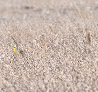 Photo of Eastern Meadowlark Still Shows Up in Field A on NaturalCrooksDotCom