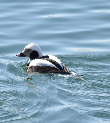 Photo of Long Tailed Duck Male After Dive on NaturalCrooksDotCom