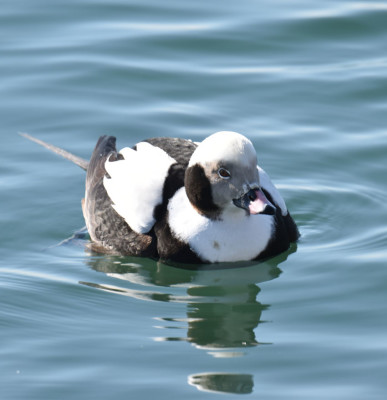 Photo of Long Tailed Duck Male Before Dive on NaturalCrooksDotCom