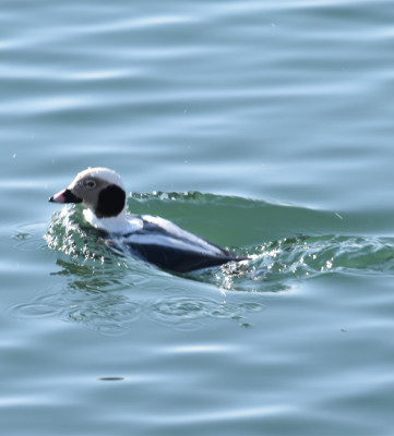 Photo of Long Tailed Duck Male Underwater D on NaturalCrooksDotCom