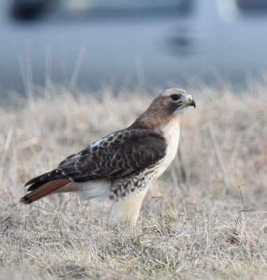 Photo of Red Tailed Hawk Ground Catch on NaturalCrooksDotCom