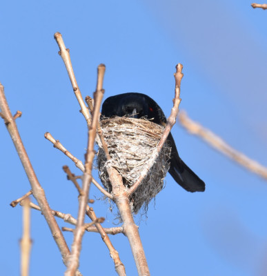 Photo of Red Winged Blackbird Hunting Old Nest on NaturalCrooksDotCom