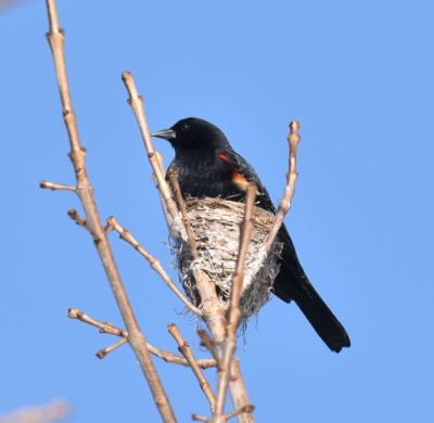 Photo of Red Winged Blackbird Male On Old Nest on NaturalCrooksDotCom