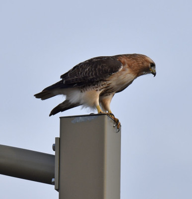 Photo of Red tailed Hawk Light Post Shadows 25 on NaturalCrooksDotCom