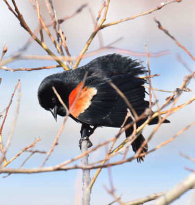 Photo of Redwinged Blackbird Male in Pussywillow B on NaturalCrooksDotCom