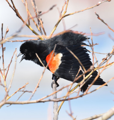 Photo of Redwinged Blackbird Male in Pussywillow C on NaturalCrooksDotCom