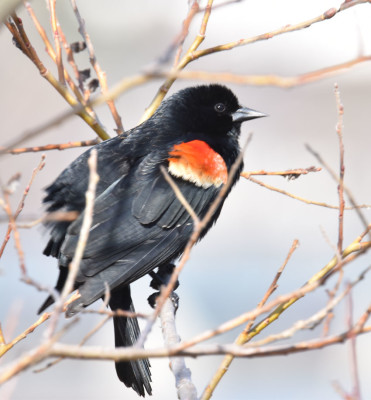 Photo of Redwinged Blackbird Male in Pussywillow D on NaturalCrooksDotCom