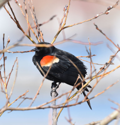 Photo of Redwinged Blackbird in Pussywillow A on NaturalCrooksDotCom