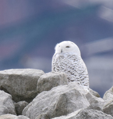 Photo of Snowy Owl Left Q on NaturalCrooksDotCom