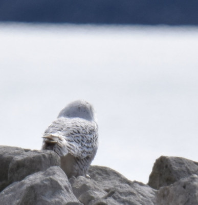 Photo of Snowy Owl Tail on NaturalCrooksDotCom