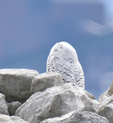 Photo of Snowy Owl Way Left B on NaturalCrooksDotCom