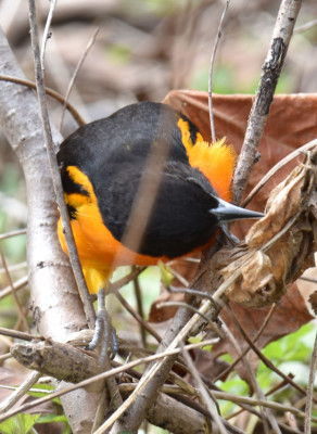 Photo of Baltimore Oriole Hunting Leaf Clusters A on NaturalCrooksDotCom