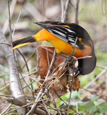 Photo of Baltimore Oriole Hunting Leaf Clusters on NaturalCrooksDotCom