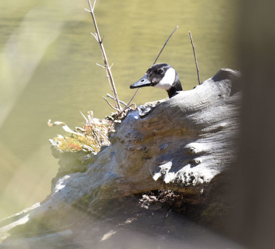 Photo of Canada Goose Nest Hopeful at Arkendo on NaturalCrooksDotCom