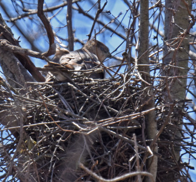 Photo of Coopers Hawk Watching from Nest On NaturalCrooksDotCom