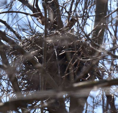 Photo of Coopers Nest with Tail Up On NaturalCrooksDotCom