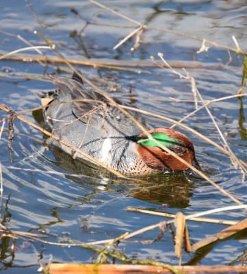 Photo of Green Winged Teal Male In Plants On NaturalCrooksDotCom