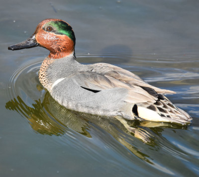 Photo of Green Winged Teal Male Keeping an Eye on Me on NaturalCrooksDotCom